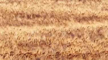 Gün batımında buğday tarlası. Seçici odak