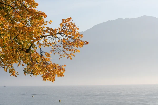 Autumn: tree by a lake — Stock Photo, Image