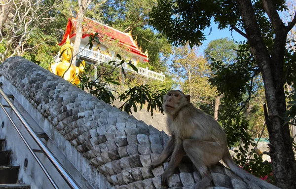 Retrato Mono Con Una Estatua Dorada Buda Templo Fondo Tropical —  Fotos de Stock