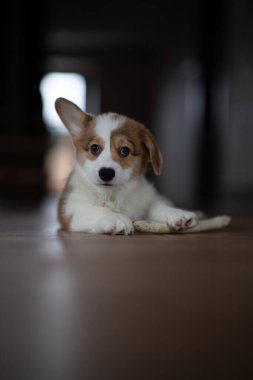 Evcil Galli Corgi Pembroke yerde