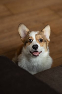 Komik şirin Galli Corgi Pembroke evde