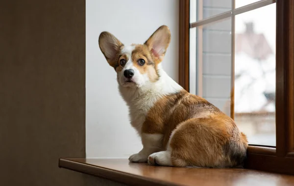 Pet Welsh Corgi Pembroke na podłodze — Zdjęcie stockowe