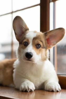 Pencerede Galli Corgi Pembroke