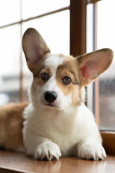 창에는 Pet Welsh Corgi Pembroke on the window — 스톡 사진