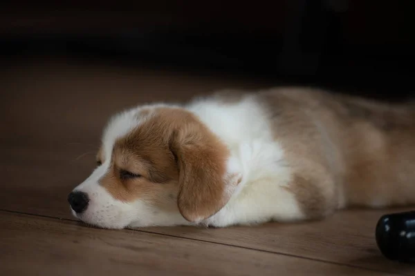 Szczeniak walijski corgi pembroke śpi w domu — Zdjęcie stockowe