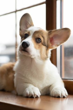 Pencerede Galli Corgi Pembroke