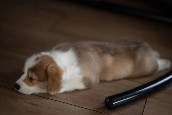 Szczeniak walijski corgi pembroke śpi w domu — Zdjęcie stockowe