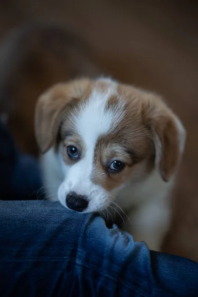 Pet Welsh Corgi Pembroke na podłodze — Zdjęcie stockowe