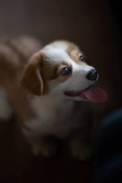 Lustige süße Welsh Corgi Pembroke zu Hause — Stockfoto