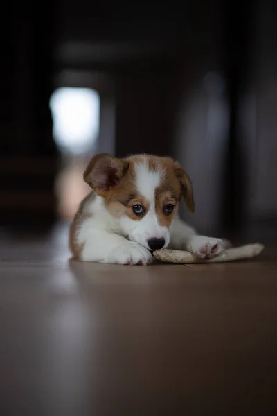 Pet Welsh Corgi Pembroke en el suelo —  Fotos de Stock