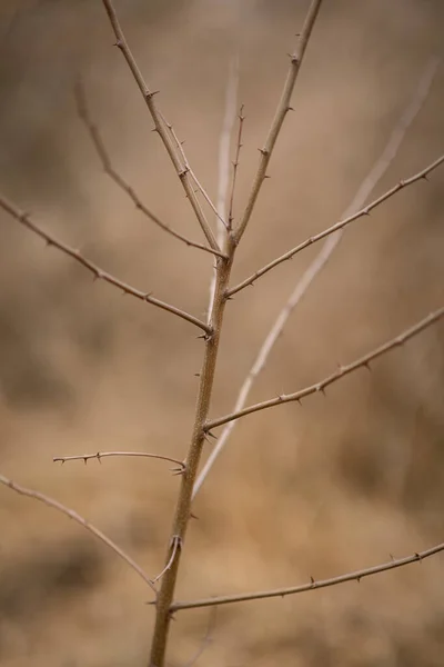 Trockener brauner Zweig ohne Blätter in der Natur — Stockfoto