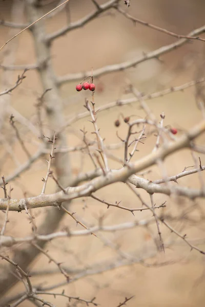 Sucha gałąź z czerwonymi jagodami bez liści w przyrodzie — Zdjęcie stockowe