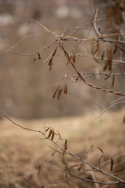 Suchy brązowy gałąź bez liści w przyrodzie — Zdjęcie stockowe