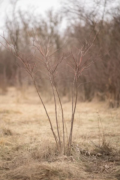 Ramo marrone secco senza foglie in natura — Foto Stock