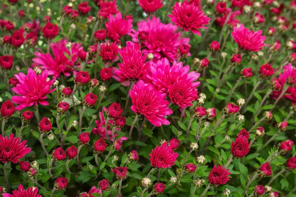Giardino Rosa Crisantemo Fiori Cespuglio Bellissimo Sfondo Floreale — Foto Stock