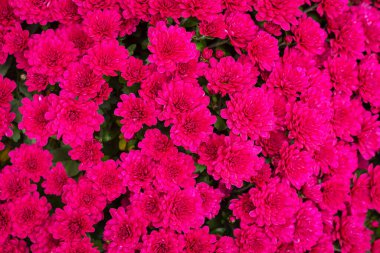 Yukarıdan pembe kasımpatı çiçekleri. Güzel kasımpatı çiçeği arkaplanı