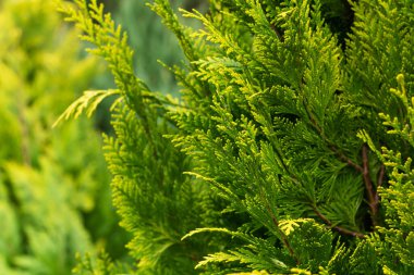 Evergreen yeşil thuja çiti yakın plan. Thuja hedgerow dokusu ve doğa arka planı