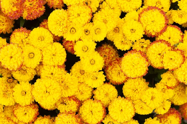 Sarı Kasımpatı Çiçekleri Yukarıdan Görünüyor Güzel Eski Tarz Kasımpatı Arkaplanı — Stok fotoğraf