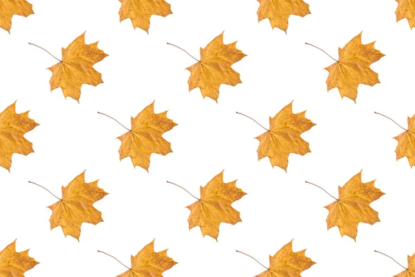 Бесшовный Рисунок Сухих Оранжевых Осенних Листьев Клена Изолированы Белом Фоне — стоковое фото