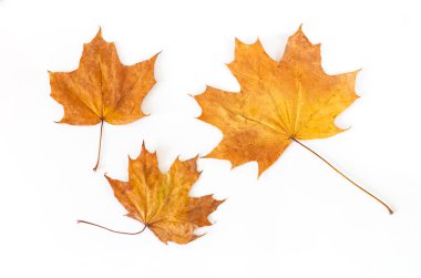 Kuru turuncu sonbahar akçaağaç yaprakları grubu beyaz arkaplan görünümünde izole