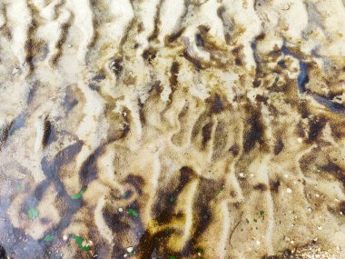 Deniz yosunu manzaralı güzel bir kumsal dokusu.