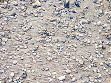 Kumsal manzaralı deniz kabukları. Güzel yaz arkaplanı