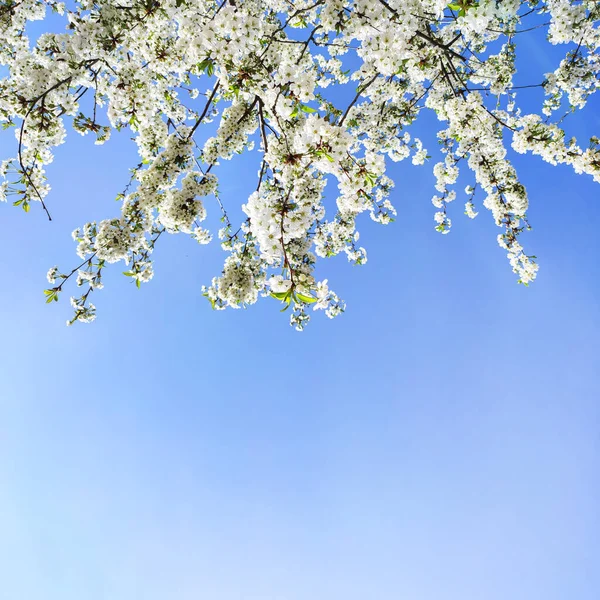 Fleurs Blanches Printemps Sur Arbre Fruitier Dans Jardin Fleur Cerisier — Photo