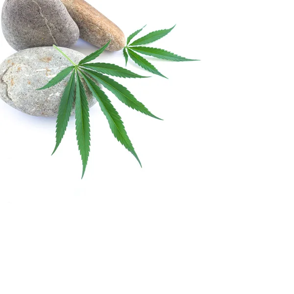 Cannabis Hemp Plant Leaves Stones Isolated White Background Copy Space — Stock Photo, Image