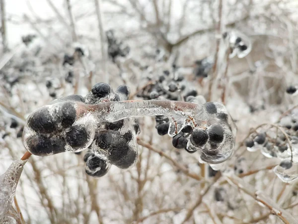 Glaze Ice Bush Branch Berries Winter Morning Meadow — Stockfoto