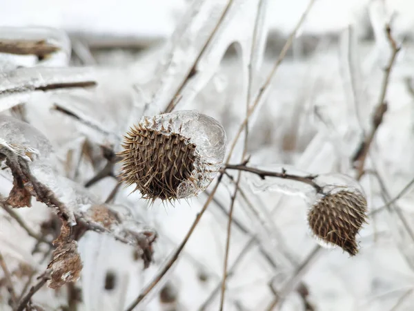 Glaze Ice Frozen Plant Ice Storm Winter Field — Stockfoto