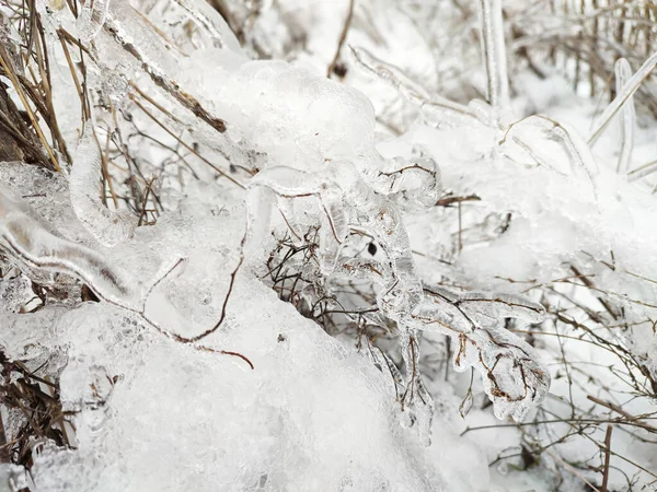 Glaze Ice Tree Branch Grass Plants Winter Forest — Stockfoto