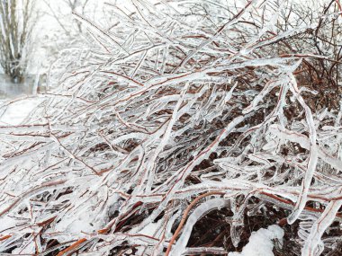 Glaze ice on bush or tree branch in beautiful winter forest