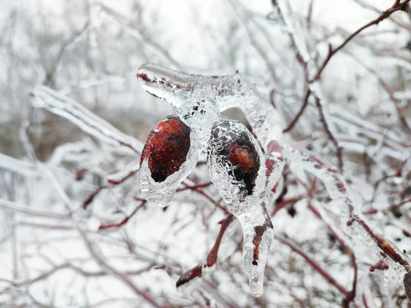 Hagebuttenstrauch Mit Roten Beeren Bedeckt Mit Frost Und Eis Auf — Stockfoto