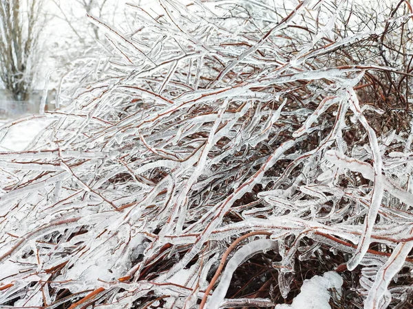 Glaze Ice Bush Tree Branch Beautiful Winter Forest — Stockfoto