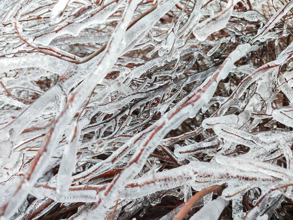 Glaze Ice Bush Tree Branch Beautiful Winter Forest — Stockfoto