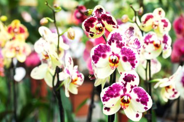 Bir grup güzel renkli Orkide Phalaenopsis çiçeği