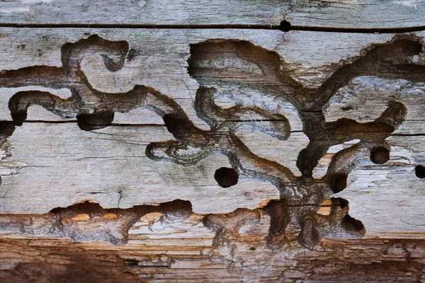 Texture Termite Damaged Wood Close — Stock Photo, Image