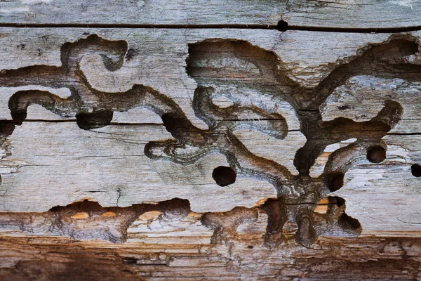 Texture of termite damaged wood close-up