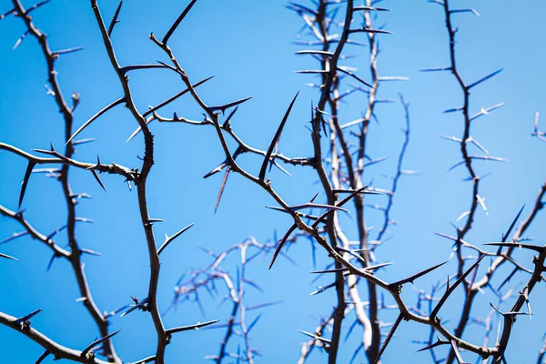 Dornige Akazienzweige Mit Vielen Dornen Auf Blauem Himmel Hintergrund — Stockfoto