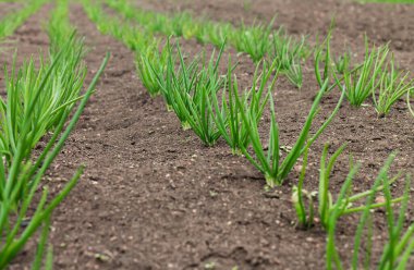 Sebze bahçesindeki organik soğan çiftliği. Özgeçmiş hasat ediliyor