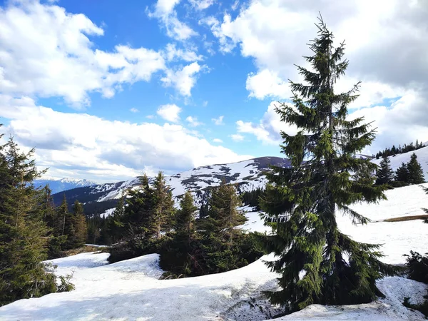 Inverno Nevado Ucraniano Cárpatos Montanhas Com Floresta Abeto Dia Ensolarado — Fotografia de Stock