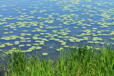 Yellow Water Lily or Nuphar Lutea and green reeds on summer lake clipart