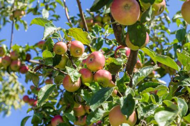 Branch of ripe red apples on apple tree in orchard