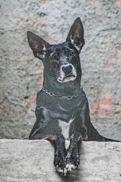 Foto Perro Doméstico Mascota Plan Cerrado Con Aspecto Fijo Lindo —  Fotos de Stock