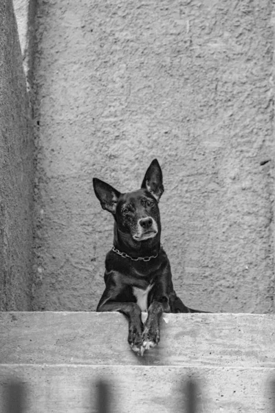 Foto Perro Doméstico Mascota Plan Cerrado Con Aspecto Fijo Lindo — Foto de Stock