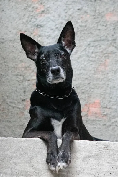 Foto Perro Doméstico Mascota Plan Cerrado Con Aspecto Fijo Lindo — Foto de Stock