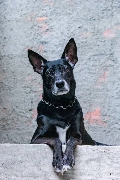 Foto Perro Doméstico Mascota Plan Cerrado Con Aspecto Fijo Lindo — Foto de Stock