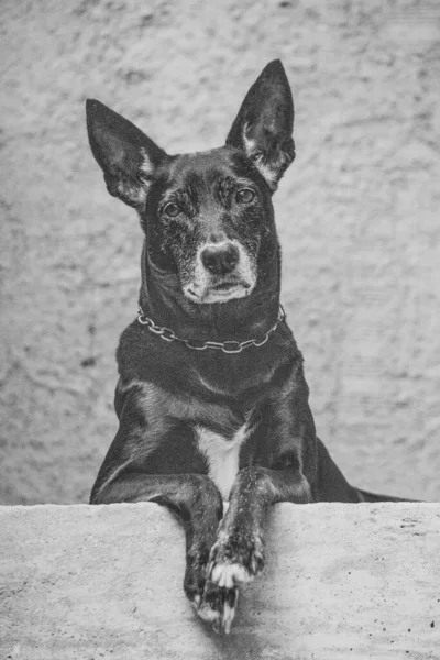 Φωτογραφία Ενός Κατοικίδιου Σκύλου Κατοικίδιο Ζώο Κλειστό Σχέδιο Μια Σταθερή — Φωτογραφία Αρχείου