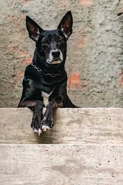 Foto Perro Doméstico Mascota Plan Cerrado Con Aspecto Fijo Lindo — Foto de Stock