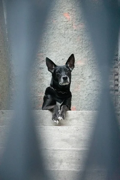 Foto Cão Doméstico Animal Estimação Plano Fechado Com Olhar Fixo — Fotografia de Stock
